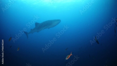 Wallpaper Mural POV, whale shark swims through open ocean Torontodigital.ca