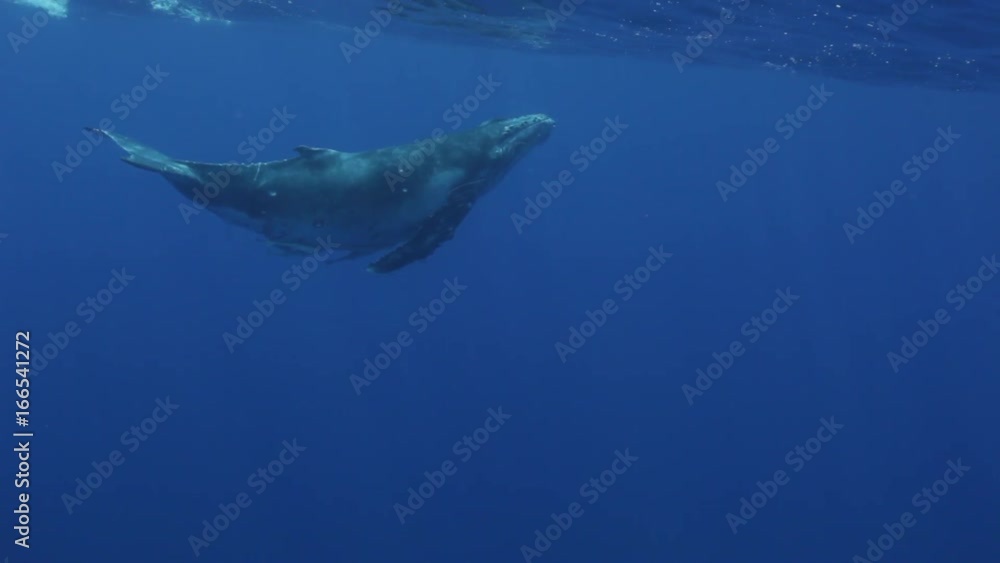 Humpback whale breaches surface then dives deep, POV Humpback whale breaches surface then dives deep, POV