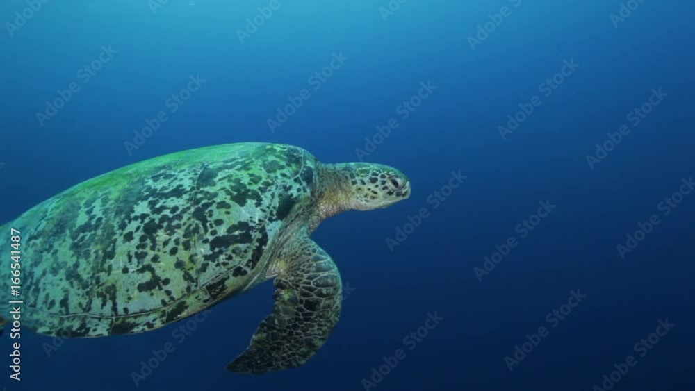 Close up, turtle swims in open ocean Close up, turtle swims in open ocean
