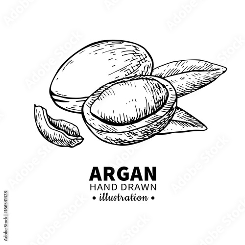 Argan vector drawing. Isolated vintage  illustration of nut. Org