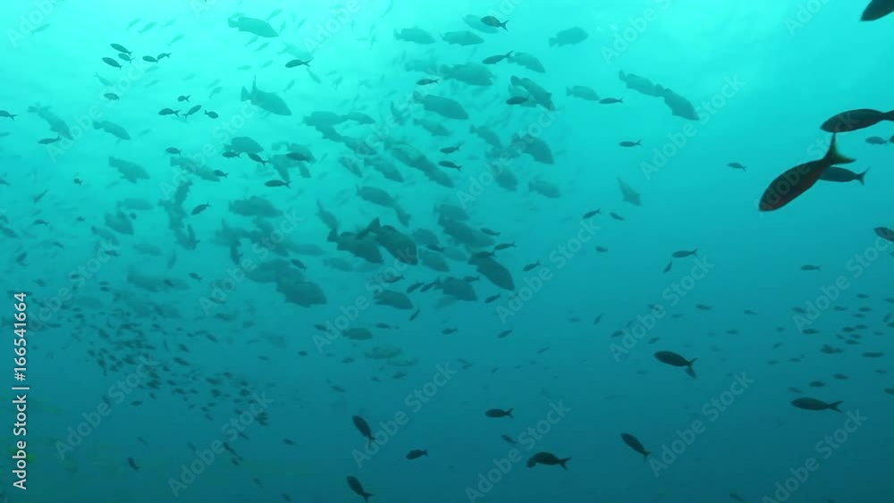 Various schools of fish swim in open ocean, low angle Various schools of fish swim in open ocean, low angle