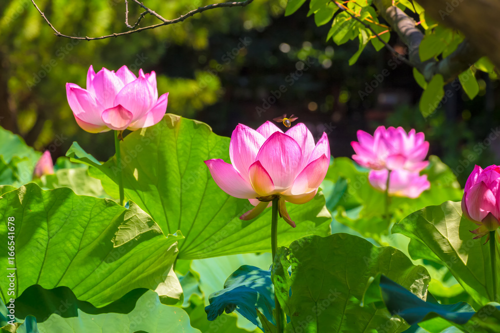 The Lotus Flower and bee.Background is the lotus leaf.Shooting location is Yokohama, Kanagawa Prefecture Japan.