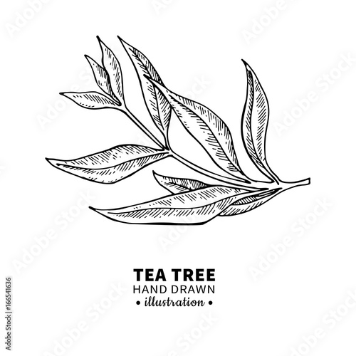 Tea tree vector drawing. Isolated vintage illustration of medical plant leaves on branch.