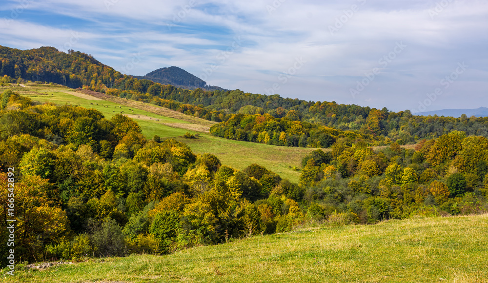forest on hills in mountainous countryside valley