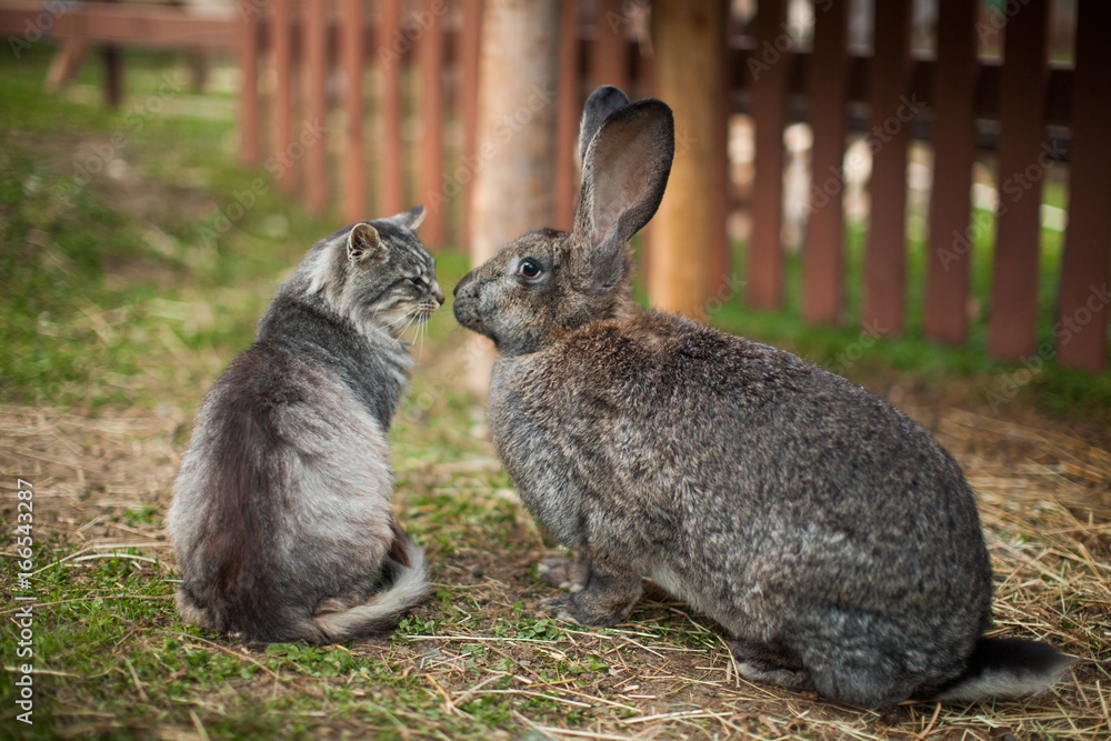 Naklejka premium Nice photo of cat and rabbit friendship