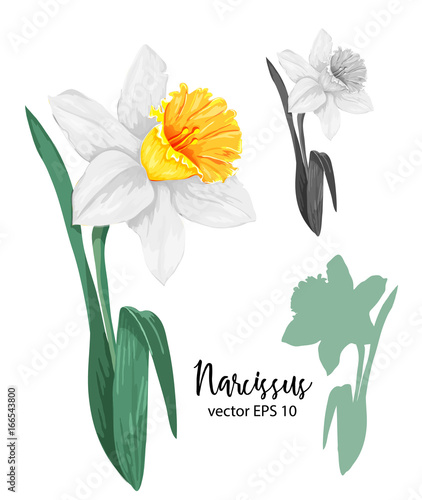 vector realistic daffodil narcissus set isolated