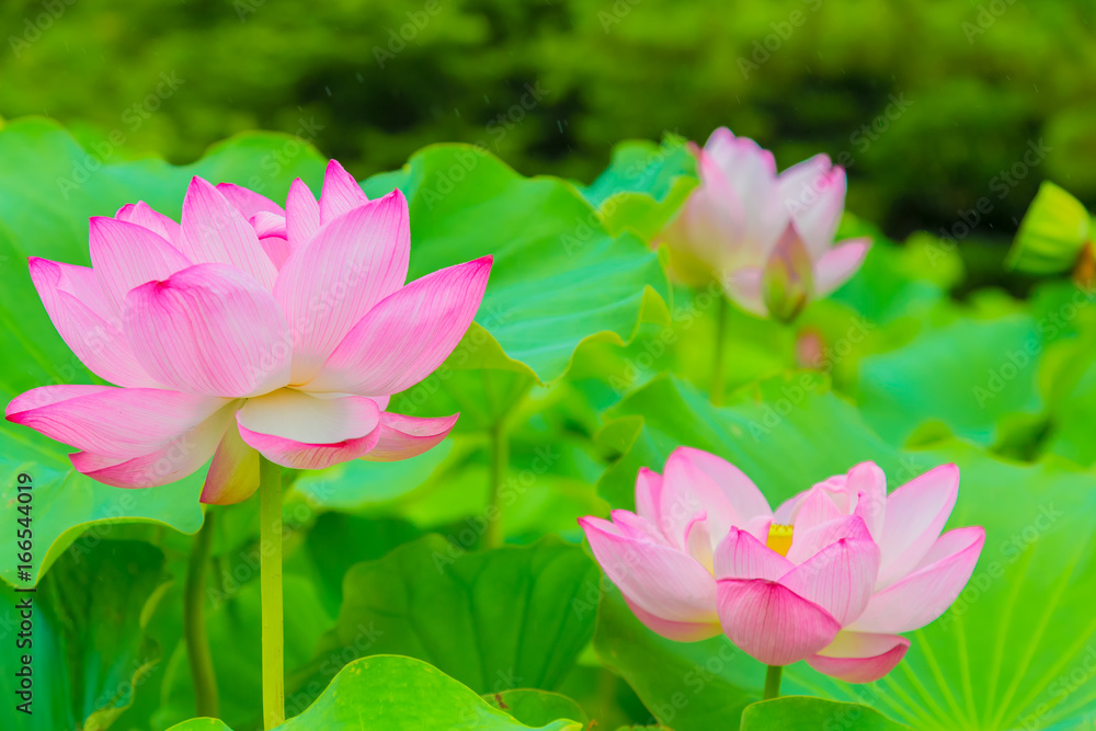 The Lotus Flower.It's raining.Background is the lotus leaf and lotus bud.Shooting location is Yokohama, Kanagawa Prefecture Japan. The Lotus Flower.It's raining.Background is the lotus leaf and lotus bud.Shooting location is Yokohama, Kanagawa Prefecture Japan.