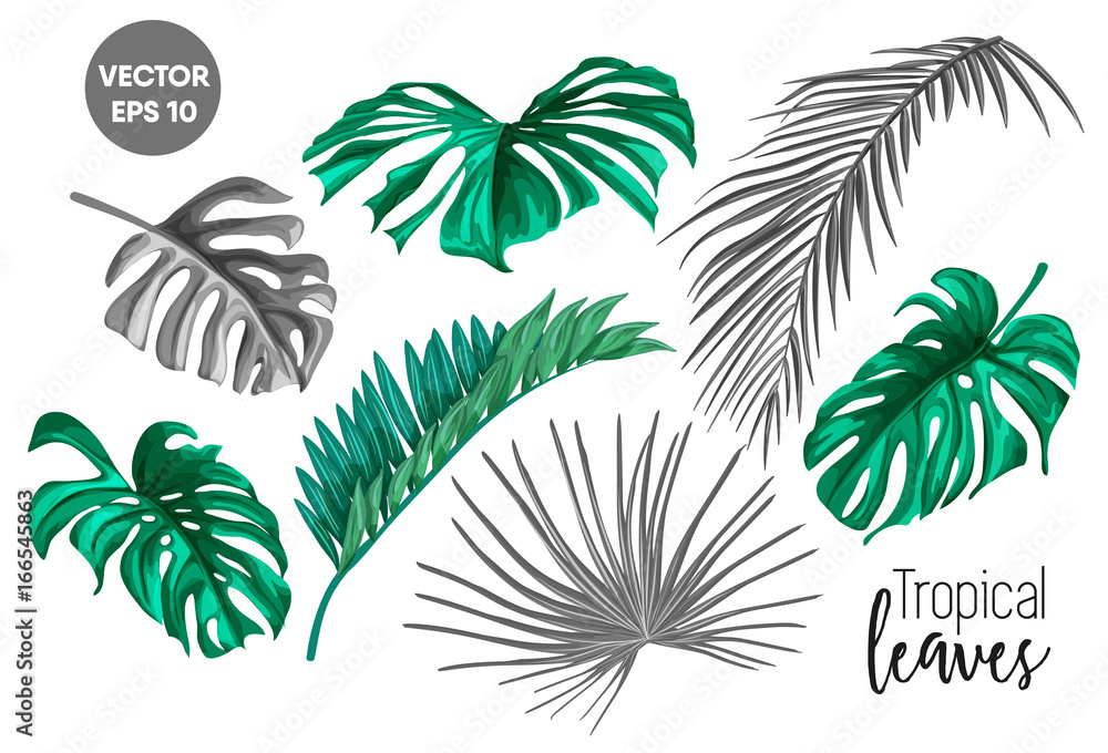 Obraz premium vector tropical leaves set isolated