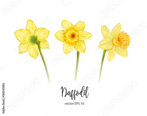 vector realistic daffodil narcissus set isolated