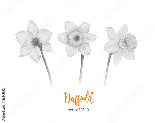 vector monochrome daffodil narcissus set isolated