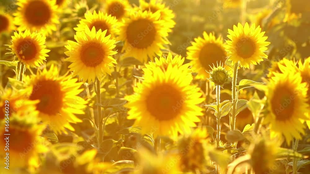 Amazing beauty of sunflower field with bright sunlight on flowers Amazing beauty of sunflower field with bright sunlight on flowers