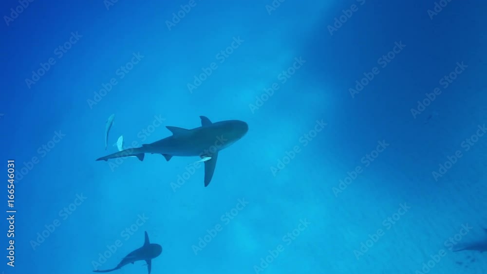 Bull shark swims with remoras, POV Bull shark swims with remoras, POV