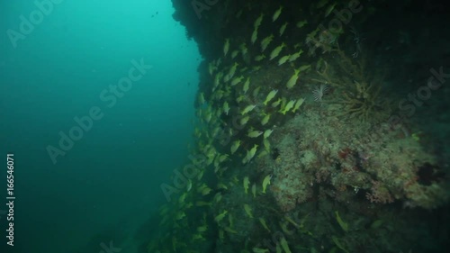 Wallpaper Mural Underwater POV, school of yellow fish swarm by reef Torontodigital.ca