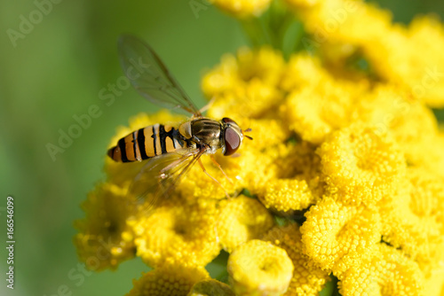 Episyrphus balteatus, also known as Marmalade hoverfly  on a yellow Tansy flower (Tanacetum vulgare) photo