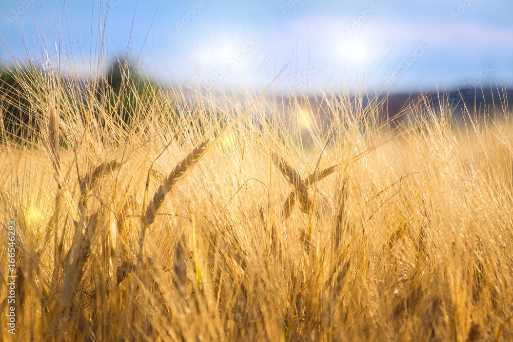 Rye field in the evening at sunset. Ripe gold ears of cereals glow in the rays of sunlight. Selective focus