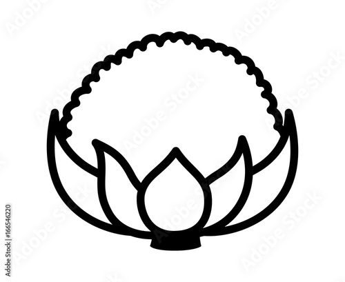 Cauliflower vegetable with leaves line art vector icon for food apps and websites