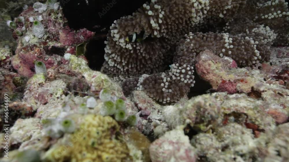 Clown fish nestled in sea anemone Clown fish nestled in sea anemone