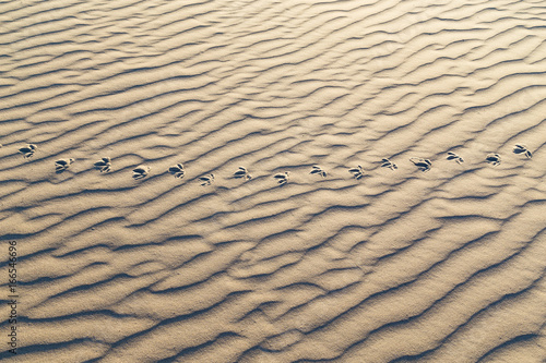 Vogelspuren im Sand am Strand von Borkum Insel. Nordsee Deutschland