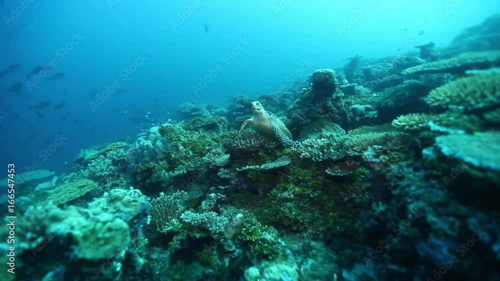 Turtle stays motionless in South Maldives reef Turtle stays motionless in South Maldives reef