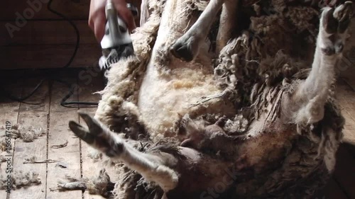 Man are shearing sheep on an estancia near Punta Arenas, Chile photo