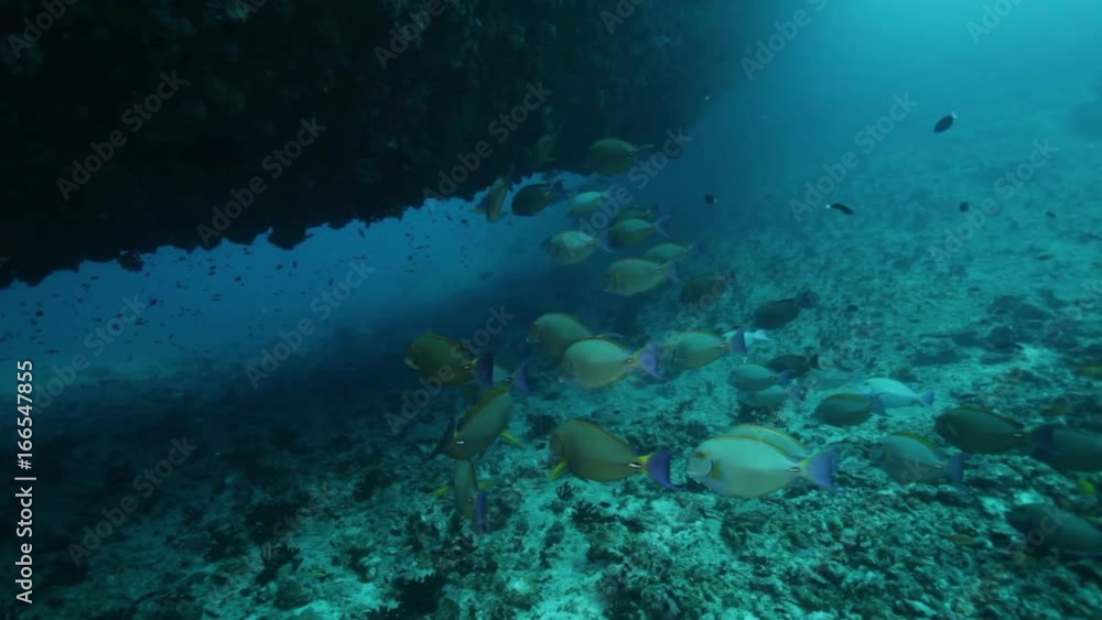 Fish swim under sunken ship, POV Fish swim under sunken ship, POV