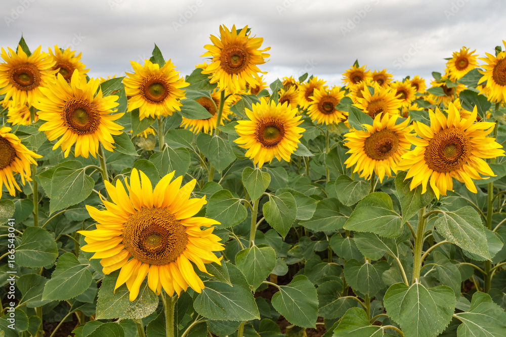 Campo de girasoles. Helianthus annuus. Campo de girasoles. Helianthus annuus.