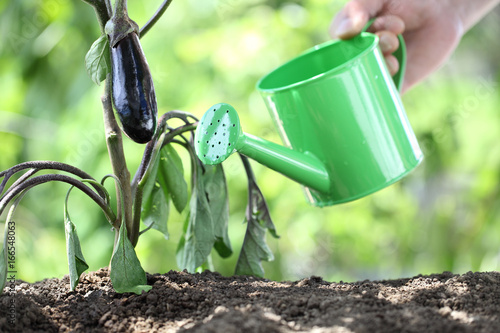 watering plants with watering can. eggplant in vegetable garden. close up
