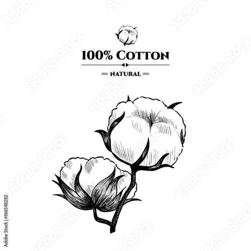 Vector background with  cotton plant . Hand drawn. Vintage style photo