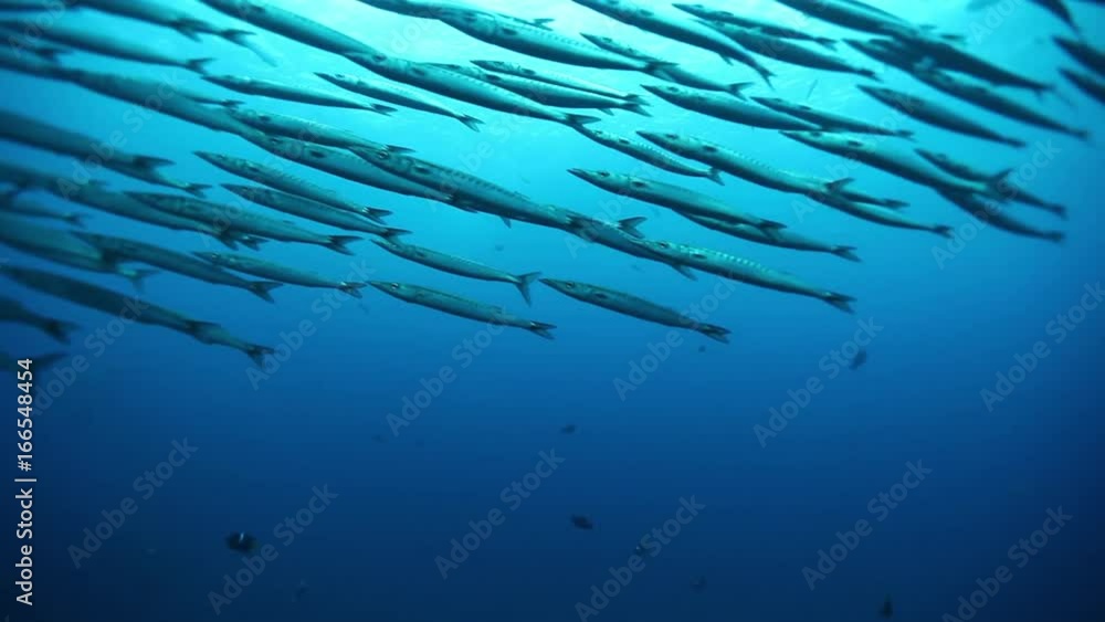 School of barracuda in Pacific Ocean, POV School of barracuda in Pacific Ocean, POV
