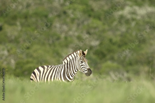 Plains Zebra  South Africa