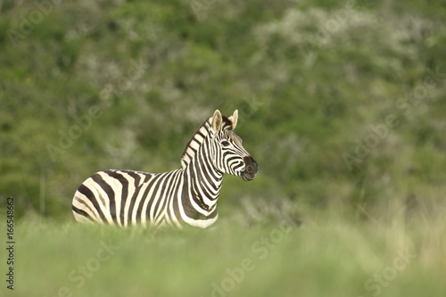 Plains Zebra  South Africa