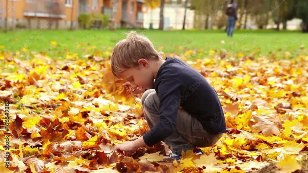 Little blond boy is arranging a bouquet from fallen maple tree leaves Little blond boy is arranging a bouquet from fallen maple tree leaves