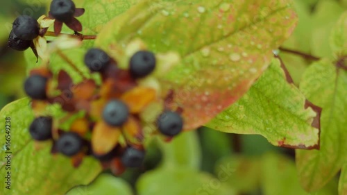 Black berries on a bush close up. photo