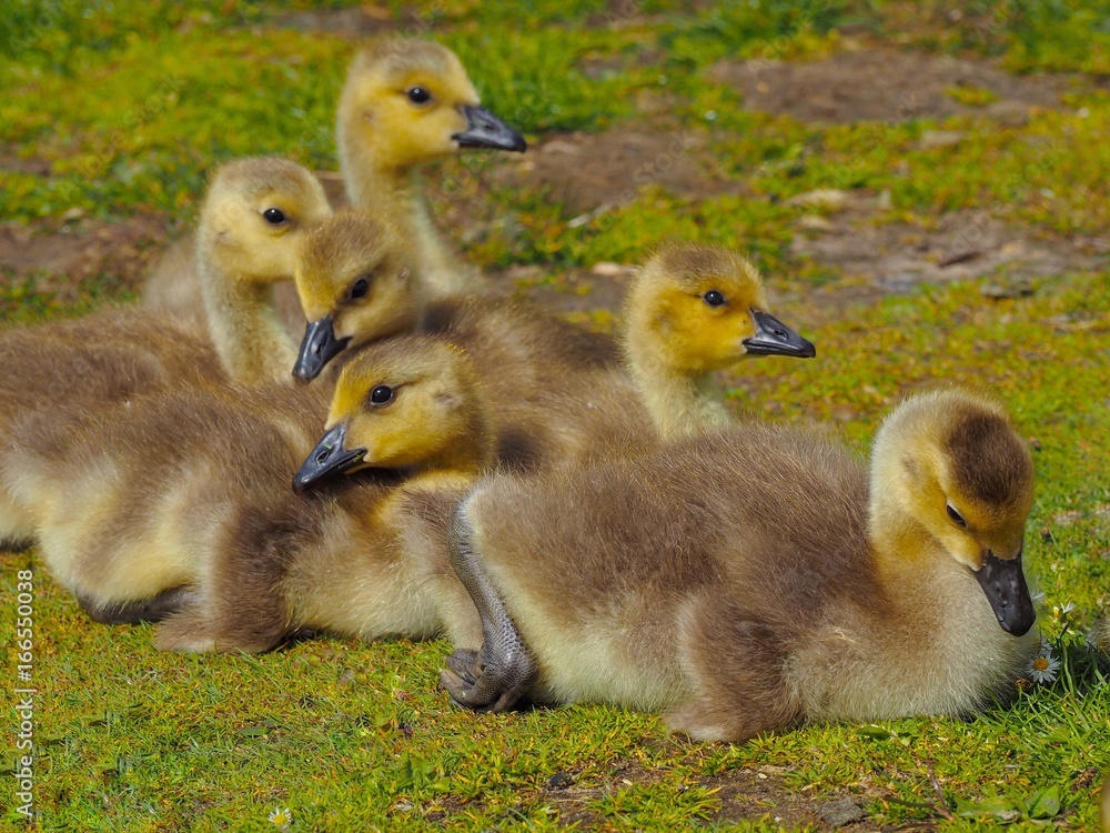 Goslings Goslings