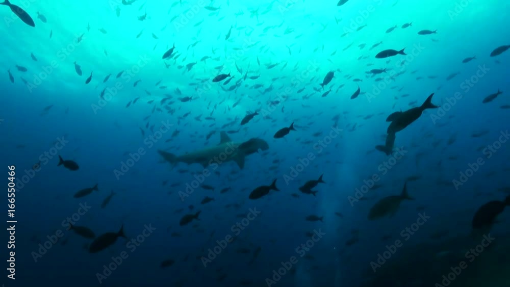 Low angle, hammerhead shark swims over school of fish Low angle, hammerhead shark swims over school of fish