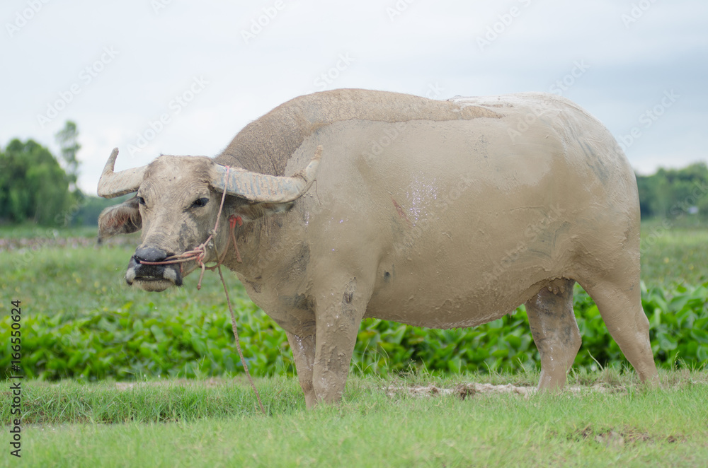 Fototapeta premium .Buffalo play muck loosen. happily