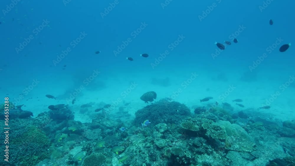 Large fish over reef in murky water, POV Large fish over reef in murky water, POV