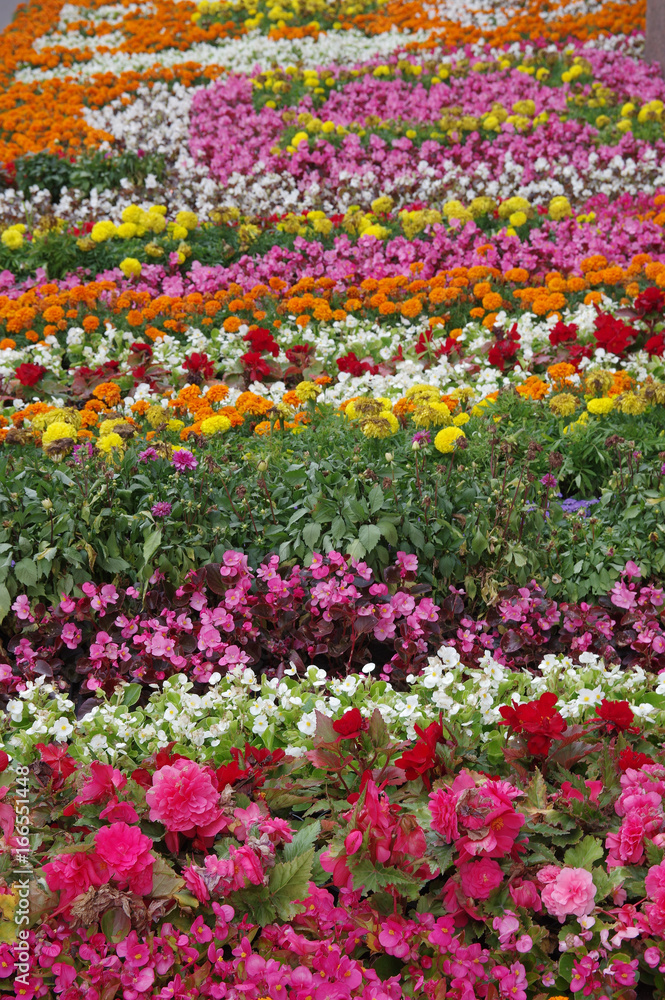 Colorful flower bed background