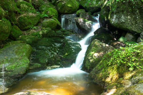 Wald mit Gebirgsbach