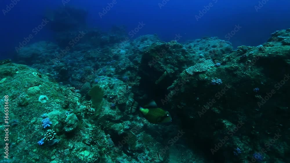 Tropical fish swims through reef, POV Tropical fish swims through reef, POV