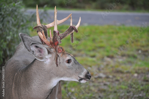 Whitetail buck deer with velvet shedding antlers in Pennsylvania