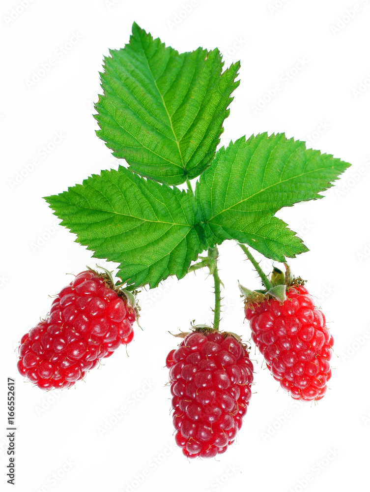 Red raspberry berries with green leaves on a white background Red raspberry berries with green leaves on a white background