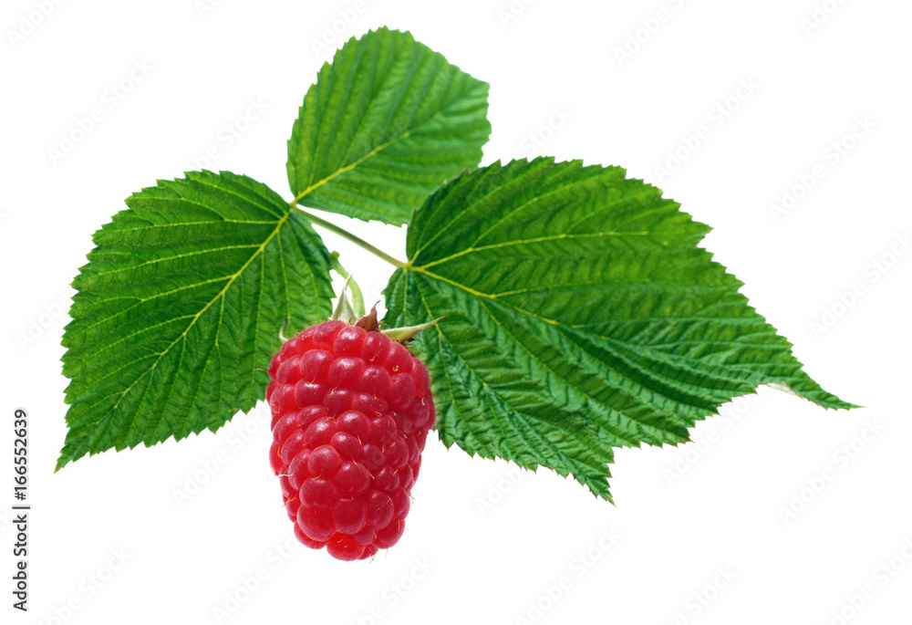 Red raspberry berries with green leaves on a white background Red raspberry berries with green leaves on a white background
