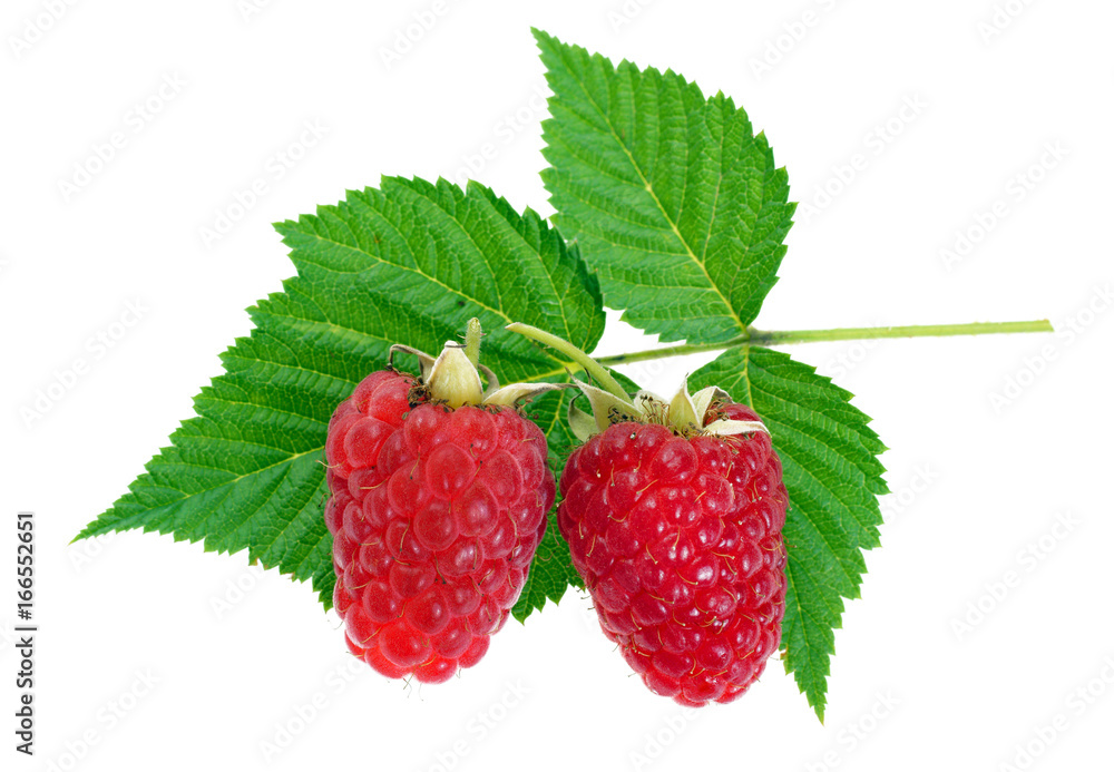 Red raspberry berries with green leaves on a white background Red raspberry berries with green leaves on a white background