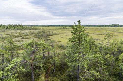 Swamp in Finland photo