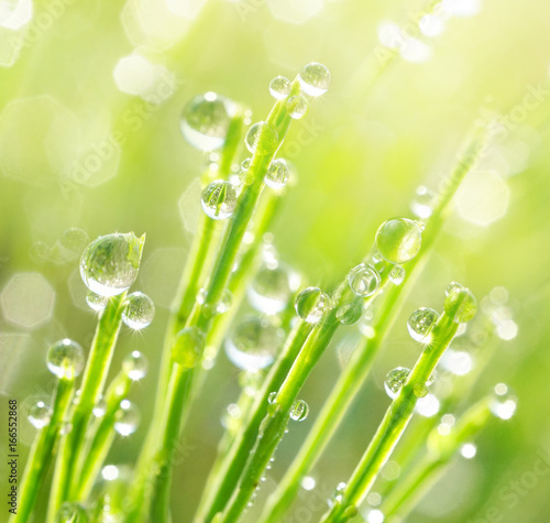 Fresh morning dew on spring grass, natural background - close-up with a soft focus and a beautiful round bokeh. Morning dew glistens in the sun macro.
