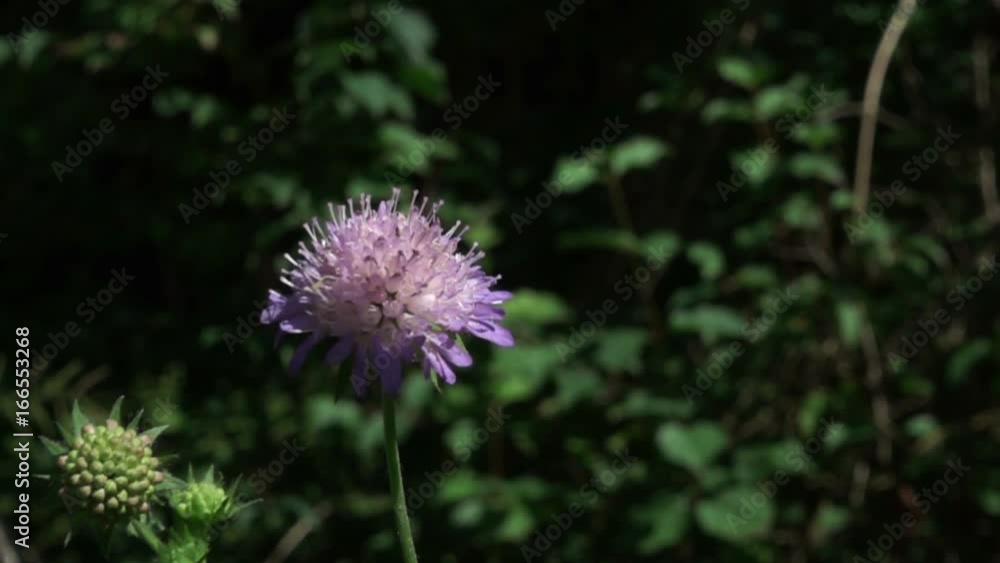 Erebia Stirius butterfly, slow motion Erebia Stirius butterfly, slow motion