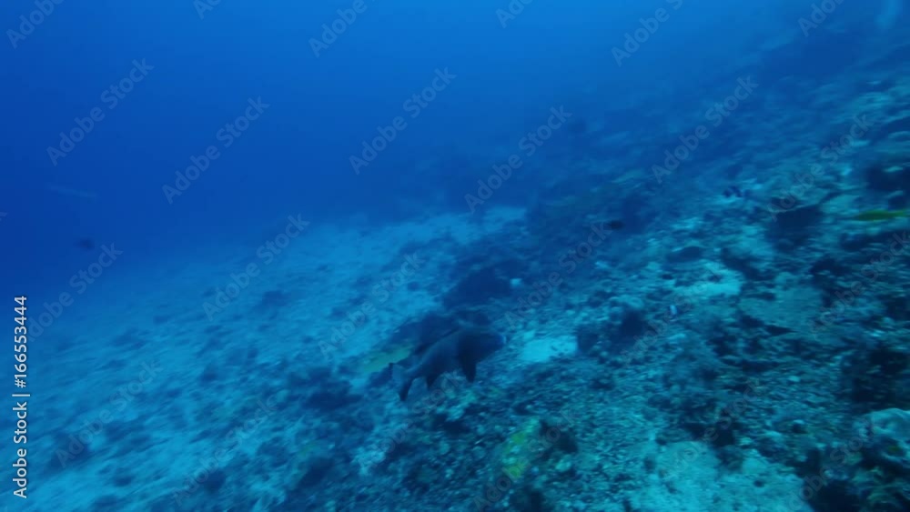 Large fish swims near ocean ridge, POV Large fish swims near ocean ridge, POV
