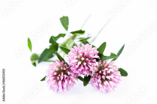 Pink clover flowers on a white background