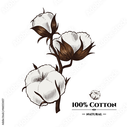 Vector background with  cotton plant . Hand drawn. Vintage style